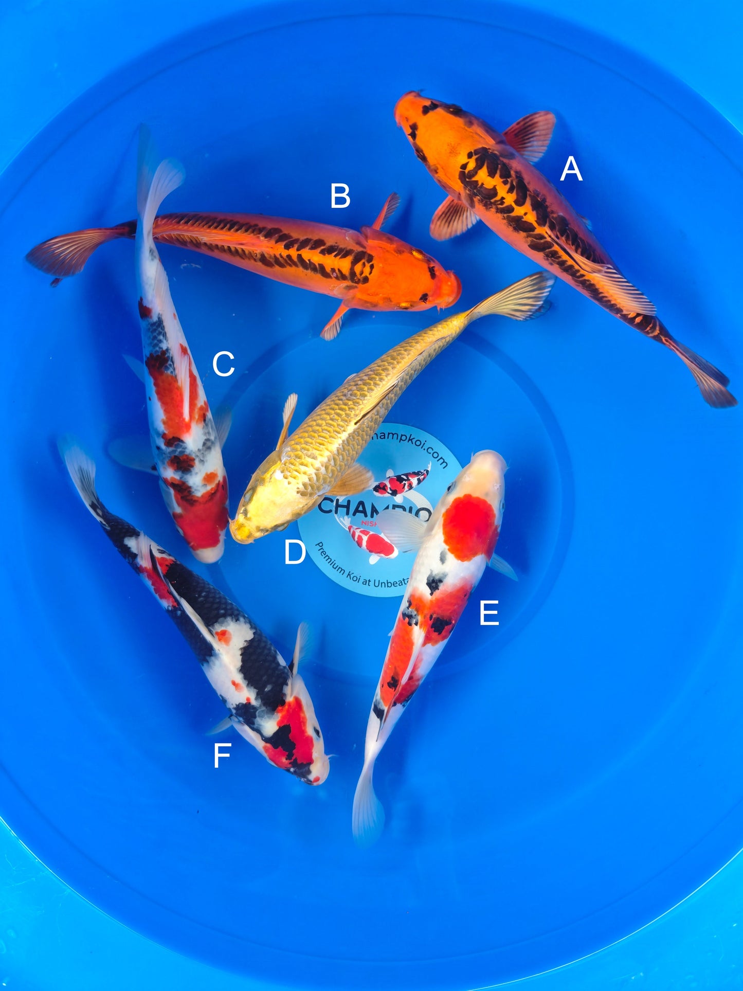 Koi fish for sale — 25-30 cm Marusei Mizuho Ogon at ChampKoi
