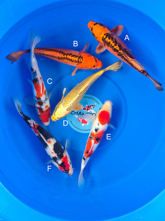 Koi fish for sale — 25-30 cm Marusei Mizuho Ogon at ChampKoi