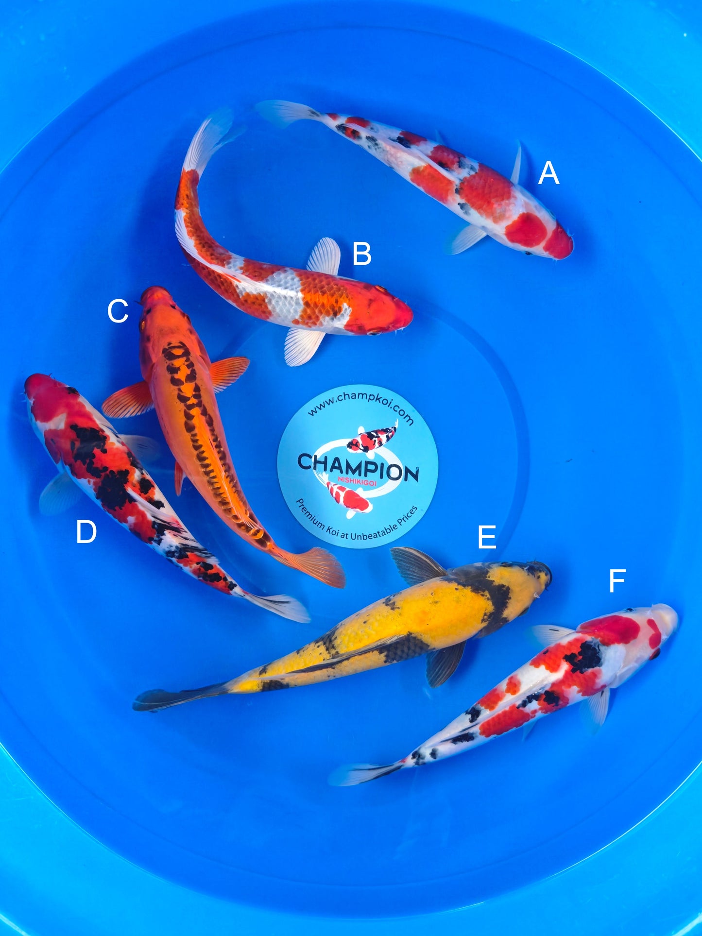 Koi fish for sale — 25-30 cm Marusei Sanke at ChampKoi