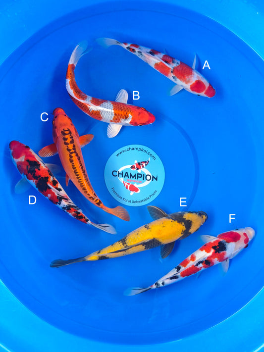 Koi fish for sale — 25-30 cm Marusei Sanke at ChampKoi