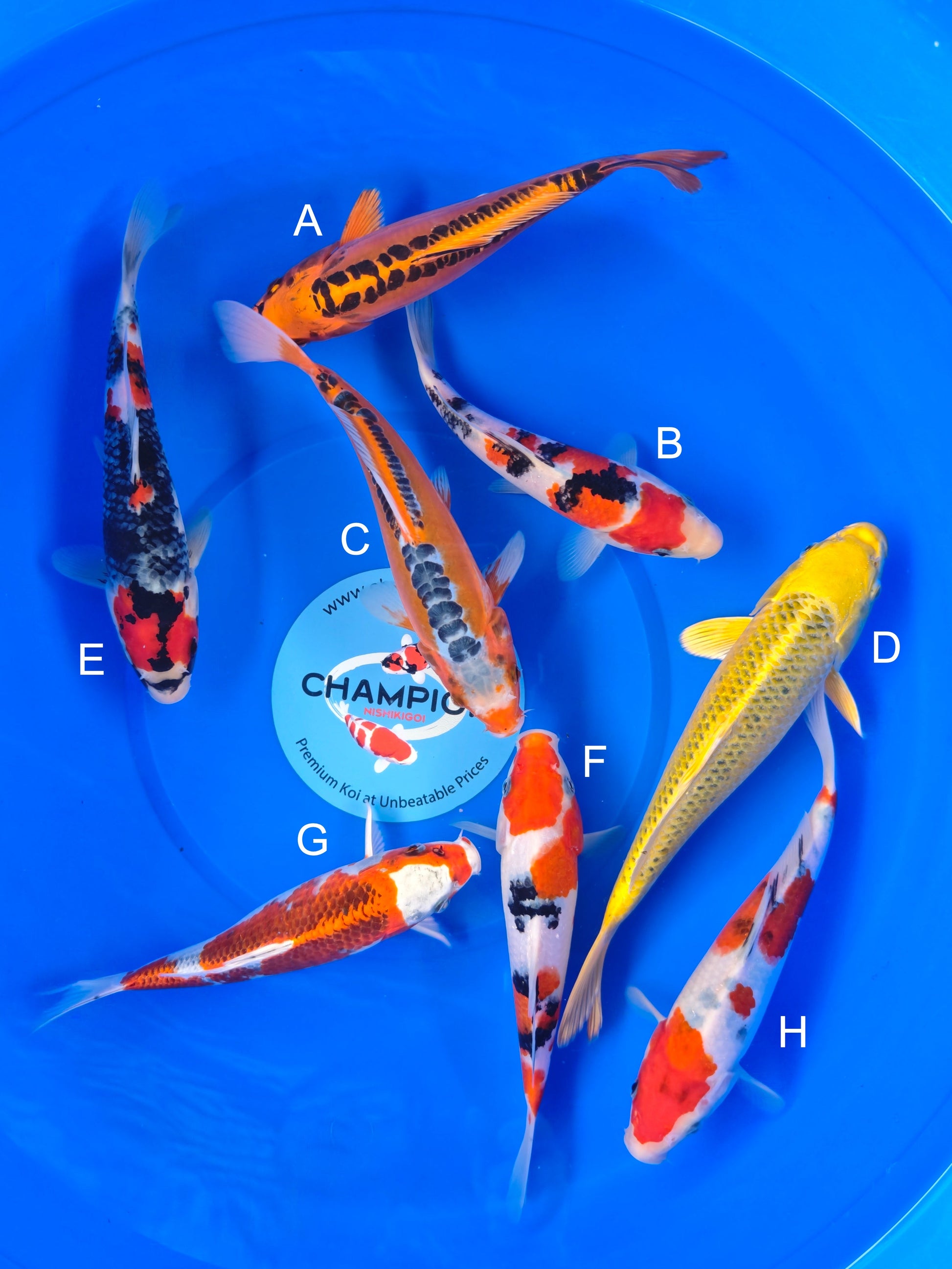 Koi fish for sale — 22-28 cm Marusei Mizuho Ogon at ChampKoi