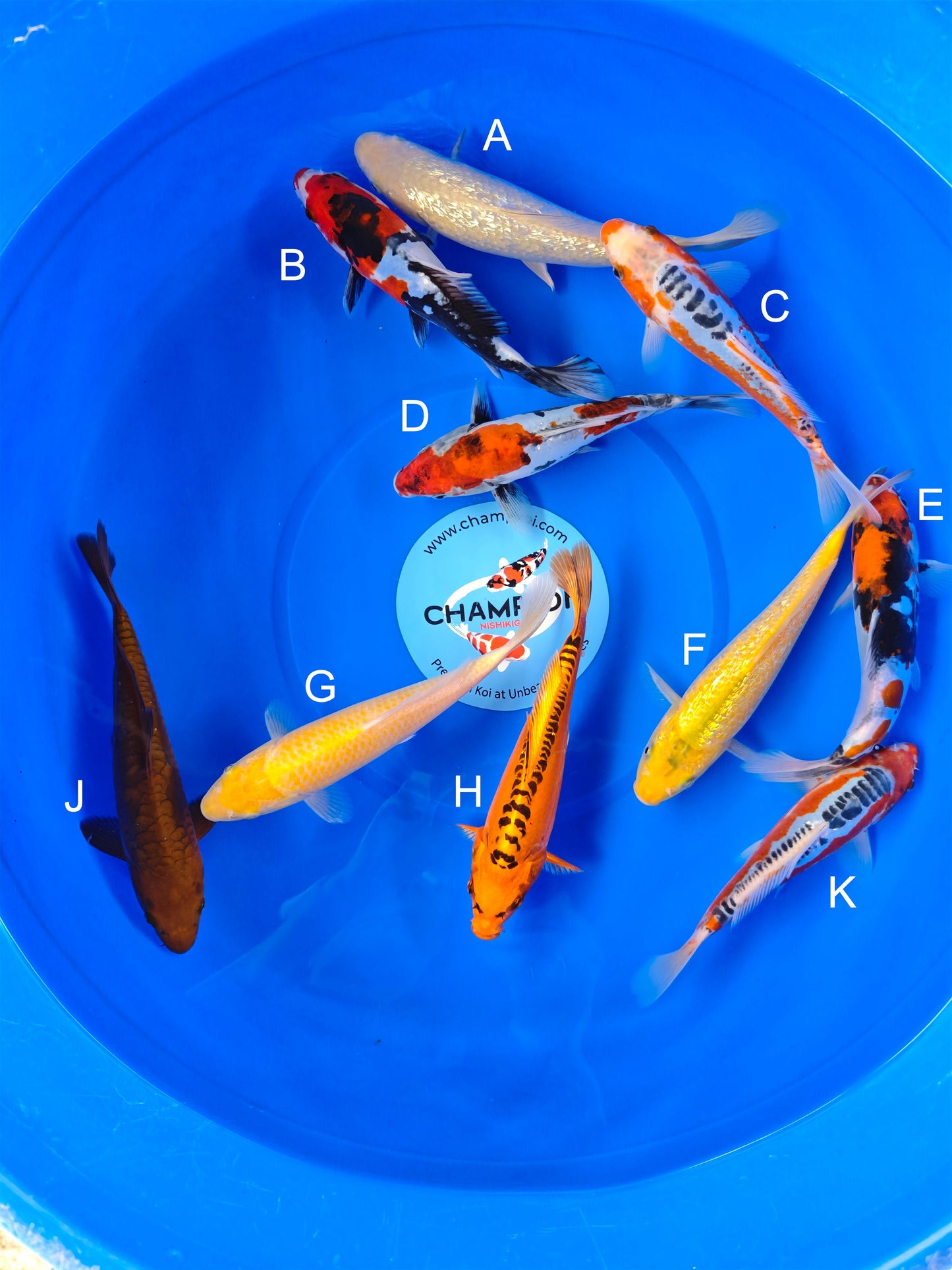 Koi fish for sale — 20-25 cm Marusei Ginrin Karashigoi at ChampKoi