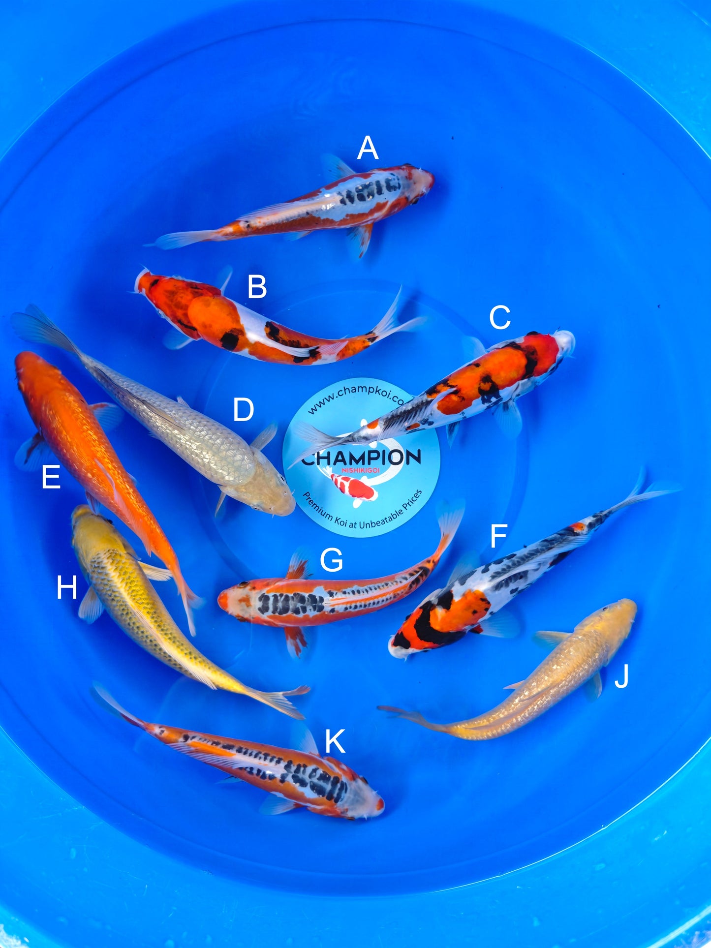 Koi fish for sale — 20-25 cm Marusei Shusui at ChampKoi