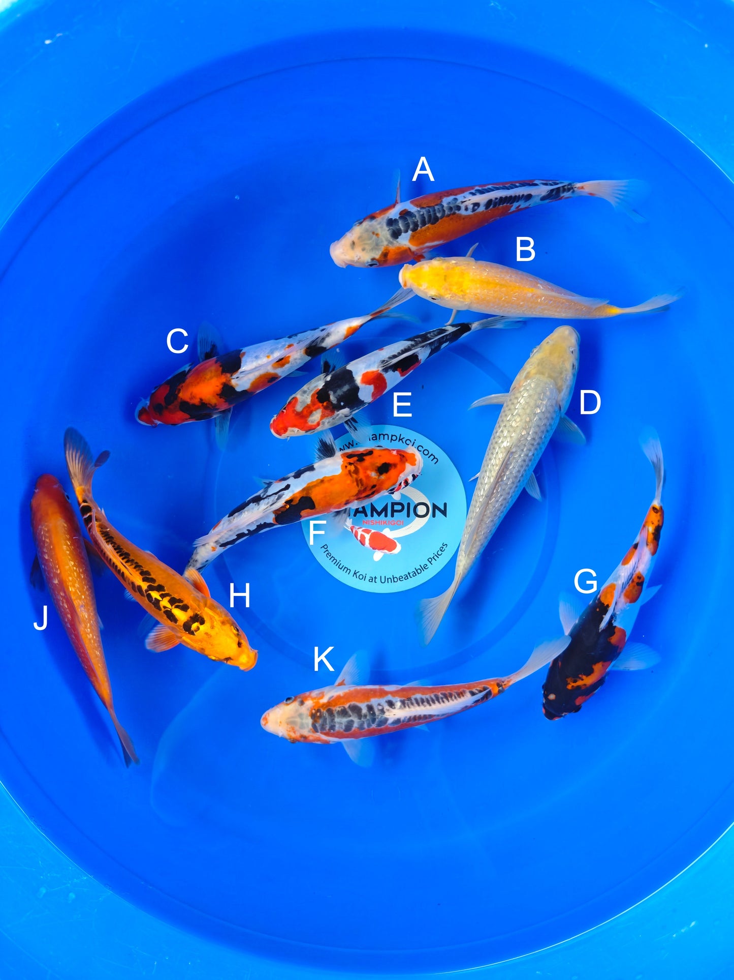 Koi fish for sale — 20-25 cm Marusei Shusui at ChampKoi