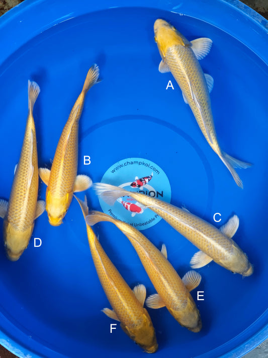 Koi fish for sale — 28-32 cm Ogata Yamabuki Ogon at ChampKoi