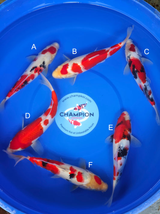 Koi fish for sale — 28-32 cm Ogata Sanke at ChampKoi