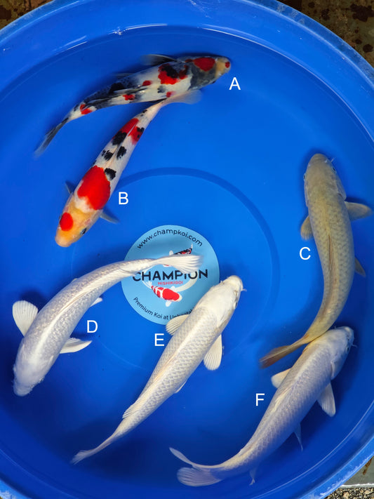 Koi fish for sale — 28-32 cm Ogata Showa at ChampKoi