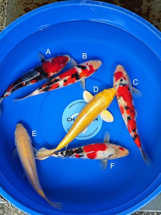 Koi fish for sale — 30-35 cm Ogata Showa at ChampKoi