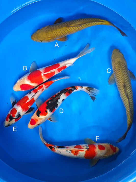 Koi fish for sale — 30-35 cm Ogata Chagoi at ChampKoi