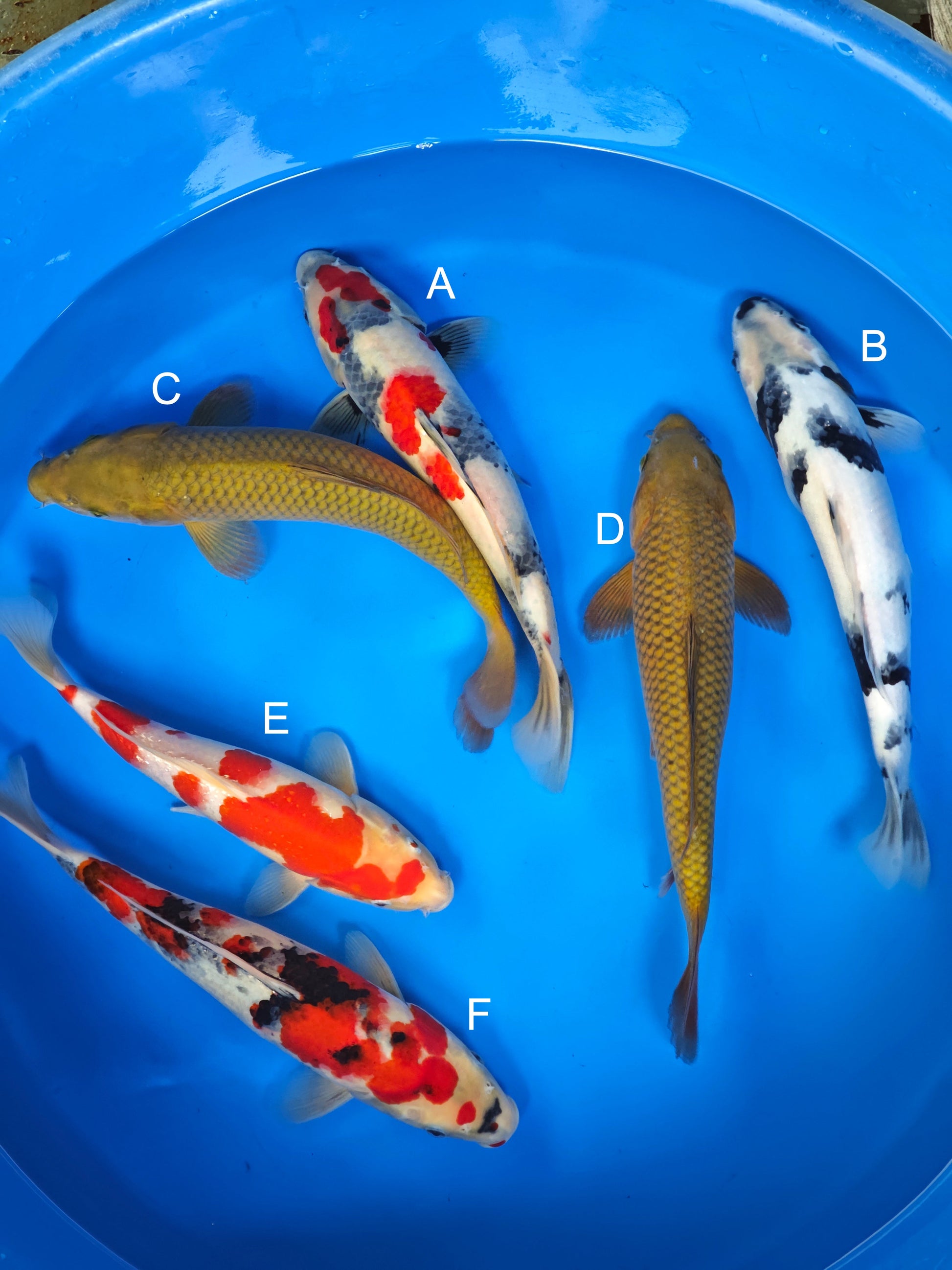Koi fish for sale — 30-35 cm Ogata Showa at ChampKoi