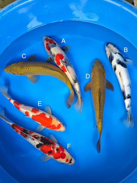 Koi fish for sale — 30-35 cm Ogata Showa at ChampKoi