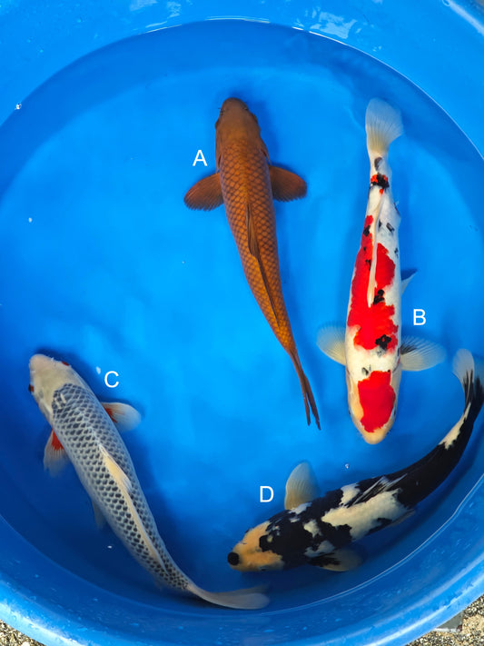 Koi fish for sale — 35-45 cm Ogata Chagoi at ChampKoi