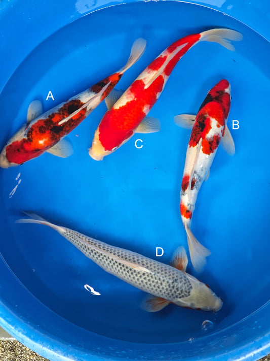 Koi fish for sale — 35-45 cm Ogata Showa at ChampKoi
