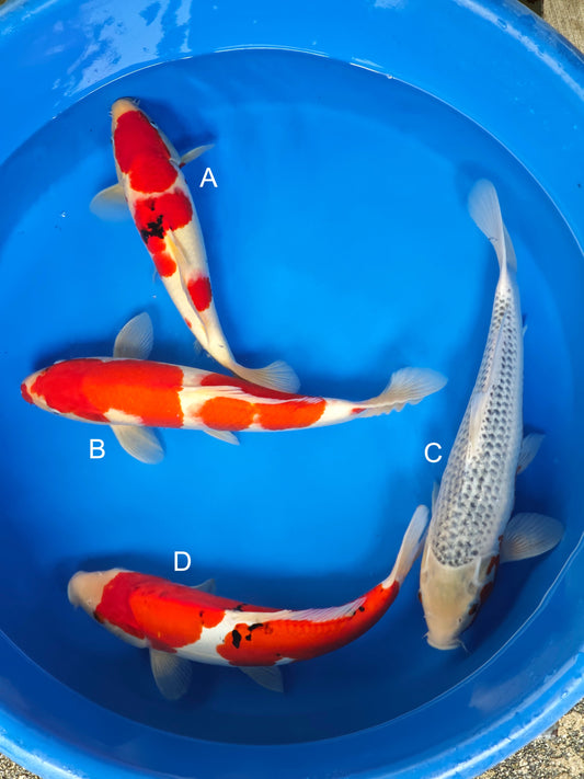 Koi fish for sale — 35-45 cm Ogata Sanke at ChampKoi