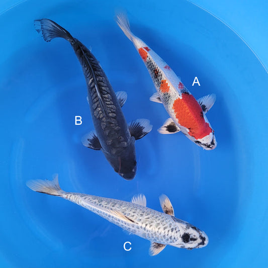 Japanese koi listing 2025WINTER-001 from Takatatsu koi farm, containing Kin Showa, Aragoke at champkoi.com