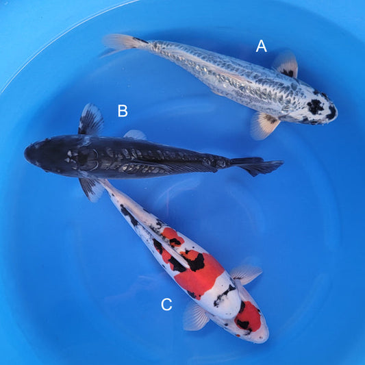 Japanese koi listing 2025WINTER-002 from Takatatsu koi farm, containing Aragoke, Doitsu Showa at champkoi.com