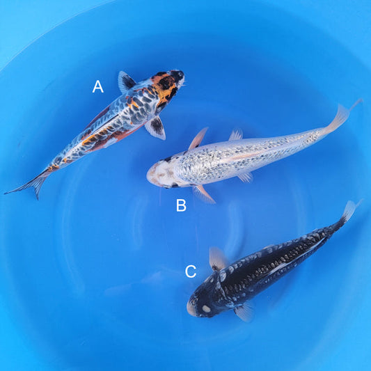 Japanese koi listing 2025WINTER-003 from Takatatsu koi farm, containing Aragoke, Ginrin Ginga, Kikokuryu at champkoi.com
