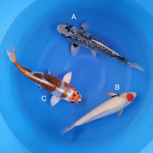 Japanese koi listing 2025WINTER-004 from Kaneko koi farm, containing Ginrin Matsukawabake, Tancho Showa, Kujaku at champkoi.com