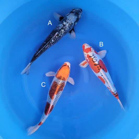 Japanese koi listing 2025WINTER-005 from Kaneko koi farm, containing Ginrin Matsukawabake, Doitsu Kujaku, Kujaku at champkoi.com
