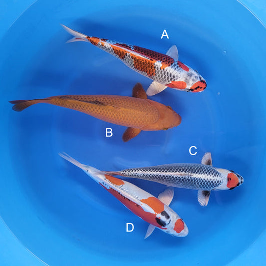 Japanese koi listing 2025WINTER-006 from Kaneko koi farm, containing Kujaku, Chagoi, Tancho Kujaku, Doitsu Kujaku at champkoi.com