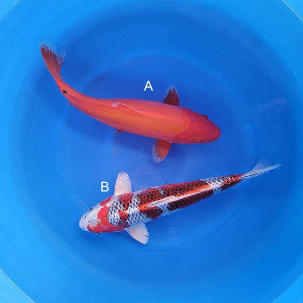 Japanese koi listing 2025WINTER-011 from Hosokai koi farm, containing Doitsu Benigoi, Kujaku at champkoi.com