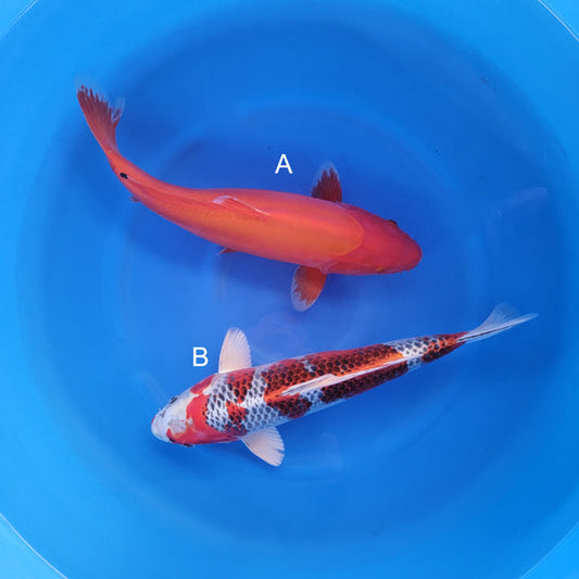 Japanese koi listing 2025WINTER-011 from Hosokai koi farm, containing Doitsu Benigoi, Kujaku at champkoi.com
