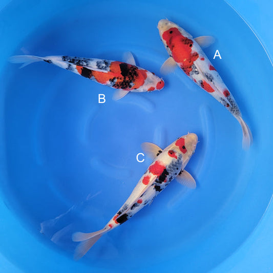 Japanese koi listing 2025WINTER-012 from Isa koi farm, containing Showa at champkoi.com