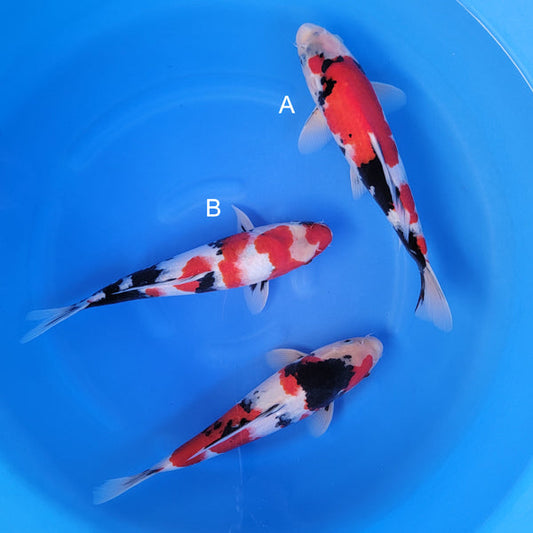 Japanese koi listing 2025WINTER-014 from Isa koi farm, containing Showa at champkoi.com