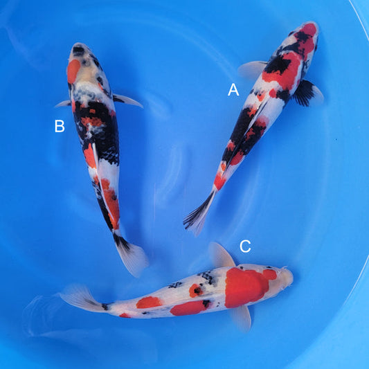 Japanese koi listing 2025WINTER-015 from Isa koi farm, containing Showa at champkoi.com