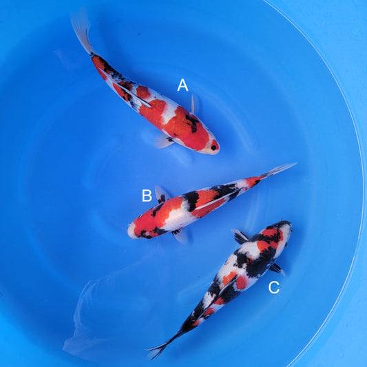Japanese koi listing 2025WINTER-016 from Isa koi farm, containing Showa at champkoi.com