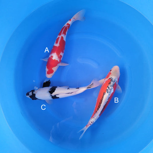 Japanese koi listing 2025WINTER-017 from Marusaka koi farm, containing Kohaku, Shusui, Shiro Utsuri at champkoi.com