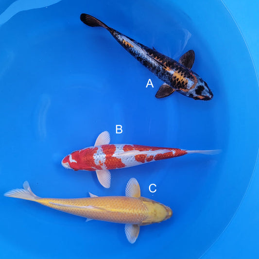 Japanese koi listing 2025WINTER-018 from Marusaka koi farm, containing Beni Kikokuryu, Ginrin Hariwake, Yamabuki at champkoi.com