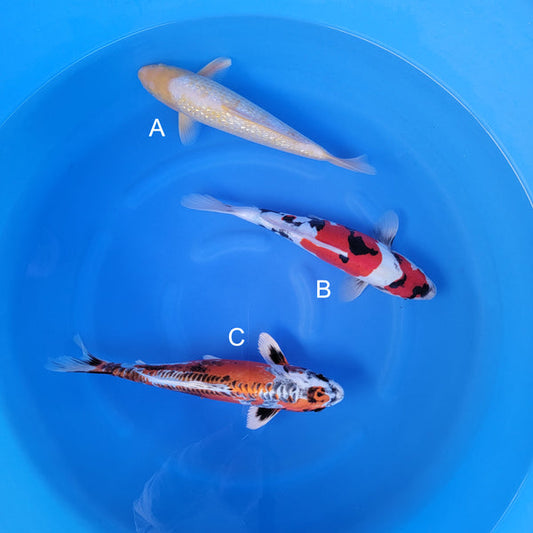 Japanese koi listing 2025WINTER-019 from Taniguchi koi farm, containing Golden Corn, Doitsu Showa, Beni Kikokuryu at champkoi.com