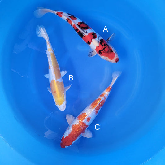 Japanese koi listing 2025WINTER-021 from Marusaka koi farm, containing Doitsu Showa, Doitsu Hariwake, Ginrin Hariwake at champkoi.com