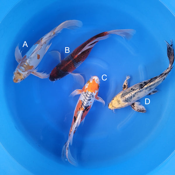 Japanese koi listing 2025WINTER-027 from Suda koi farm, containing Doitsu Hariwake Longfin, Goshiki Longfin, Doitsu Kujaku Longfin at champkoi.com