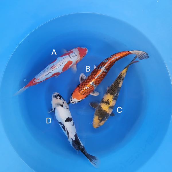 Japanese koi listing 2025WINTER-031 from Maruhiro koi farm, containing Shusui, Kujaku, Ki Usturi, Doisu Shiro Utsuri at champkoi.com