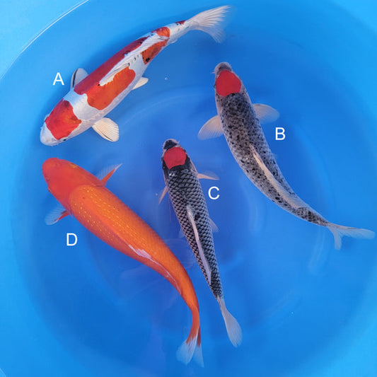 Japanese koi listing 2025WINTER-034 from Otsuka koi farm, containing Doitsu Yamato, Tancho Goshiki, Ginrin Benigoi at champkoi.com