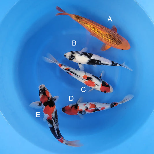 Japanese koi listing 2025WINTER-035 from Taniguchi koi farm, containing Golden Corn, Shiro Utsuri, Showa at champkoi.com