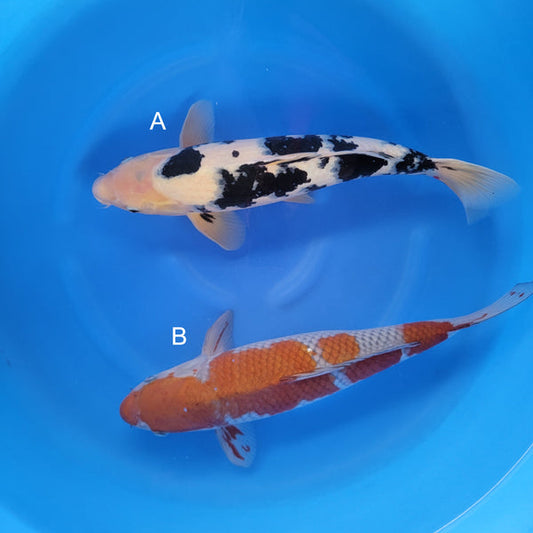 Japanese koi listing 2025WINTER-036 from Maruhiro koi farm, containing Beko, Ochiba at champkoi.com
