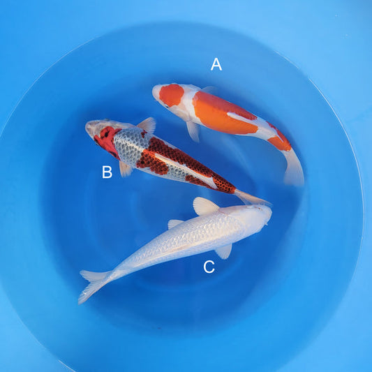 Japanese koi listing 2025WINTER-039 from Maruhide koi farm, containing Doitsu Kohaku, Beni Ginga, Platinum Ogon at champkoi.com