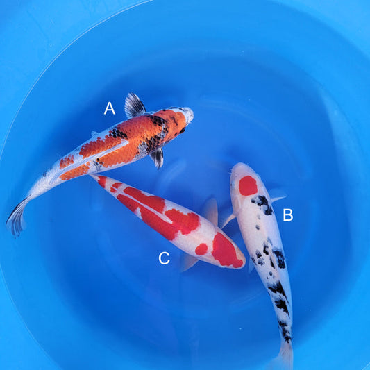 Japanese koi listing 2025WINTER-040 from Kanno koi farm, containing Kin Showa, Tancho Sanke, Kohaku at champkoi.com