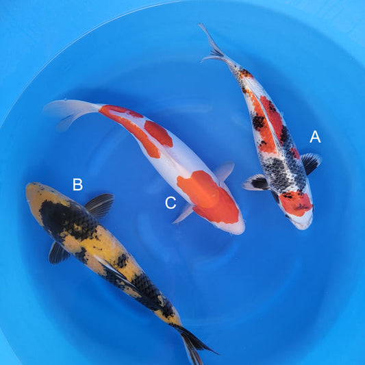 Japanese koi listing 2025WINTER-041 from Kanno koi farm, containing Kin Showa, Ki Utsuri, Doitsu Kohaku at champkoi.com