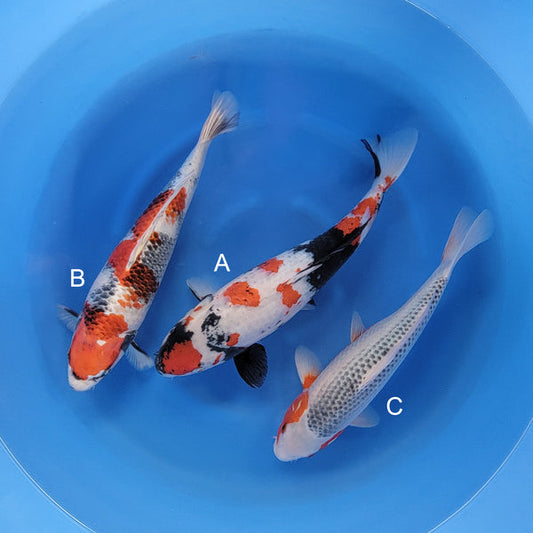 Japanese koi listing 2025WINTER-043 from Suda koi farm, containing Goshiki Showa, Kin Showa, Asagi at champkoi.com