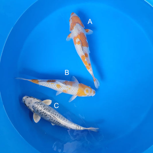Japanese koi listing 2025WINTER-046 from Ozumi koi farm, containing Ochiba, Dragon Scale at champkoi.com
