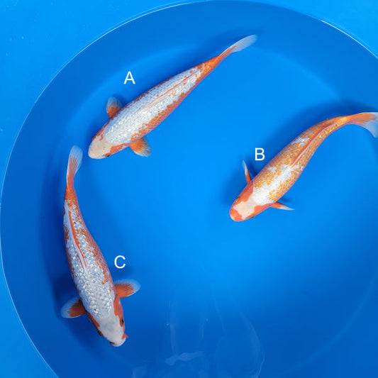 Japanese koi listing 2025WINTER-047 from Ozumi koi farm, containing Ginrin Asagi at champkoi.com