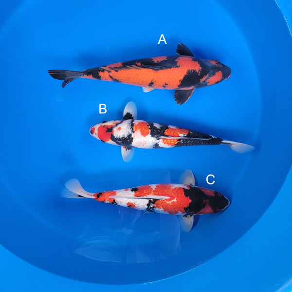 Japanese koi listing 2025WINTER-048 from Shinoda koi farm, containing Hi Utsuri, Ginrin Showa at champkoi.com