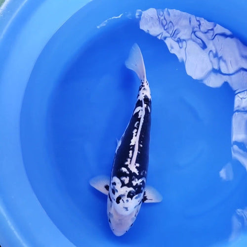 Japanese koi listing 2025WINTER-051 Kumonryu from Ikarashi koi farm, containing Kumonryu at champkoi.com - image 4