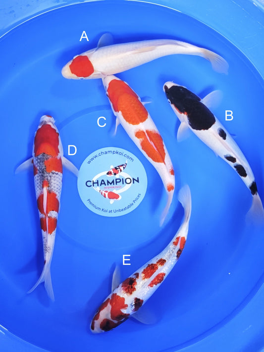 Koi fish for sale — 25-30 cm Ogata Tancho at ChampKoi