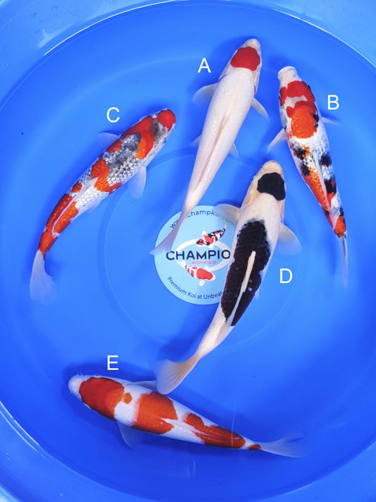 Koi fish for sale — 25-30 cm Ogata Tancho at ChampKoi