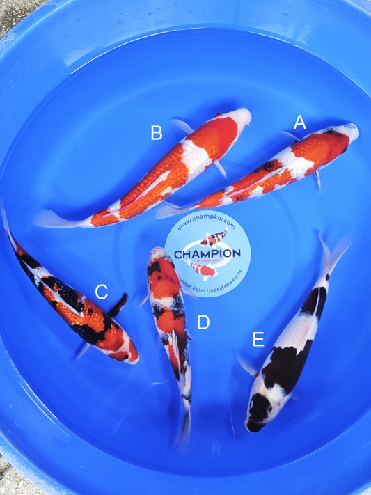 Koi fish for sale — 25-30 cm Ogata Ginrin Showa at ChampKoi
